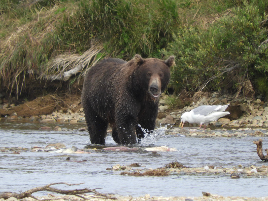 Bald Mountain Air Service-荷马必去景点