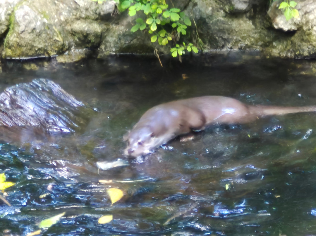 Otter-Zentrum Hankensbüttel-Hankensbuettel必去景点