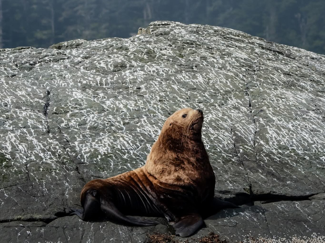 Seasmoke Whale Watching-Alert Bay必去景点