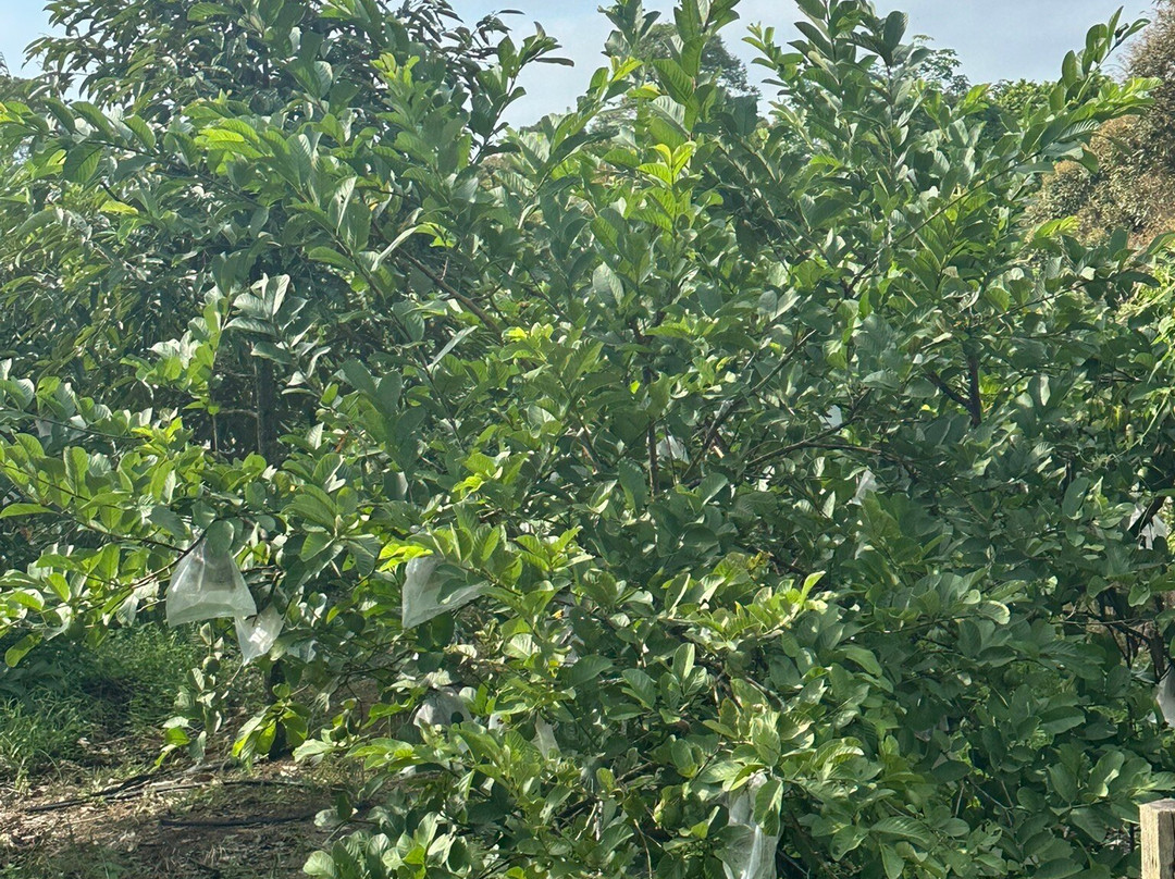 Melaka On Bike - Day Tours-马六甲必去景点