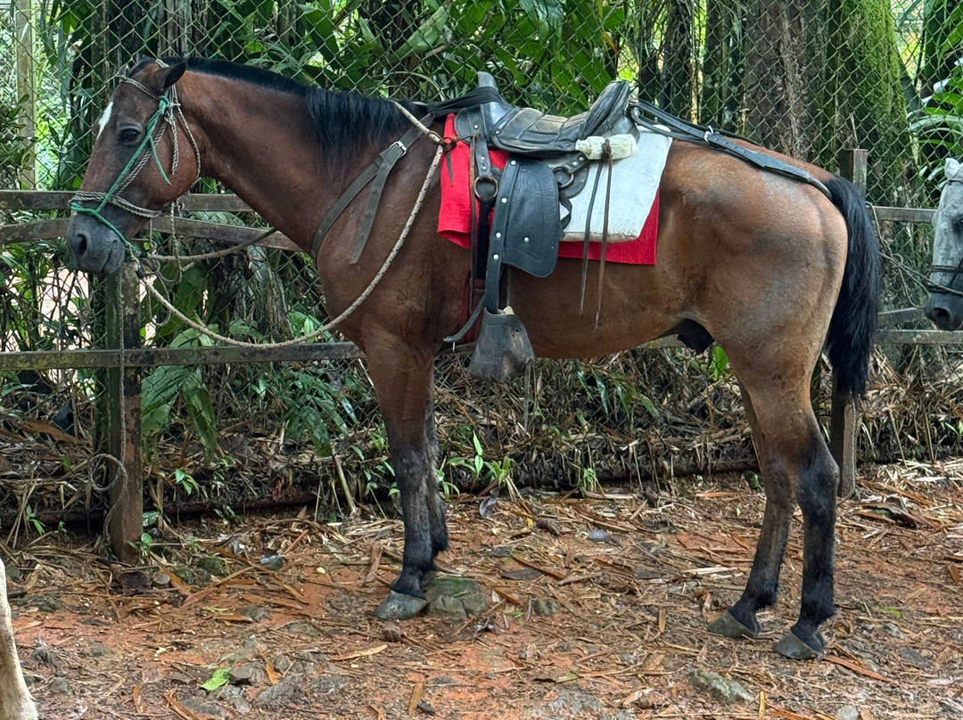 Nauyaca Waterfalls / Cataratas Nauyaca-主日镇必去景点