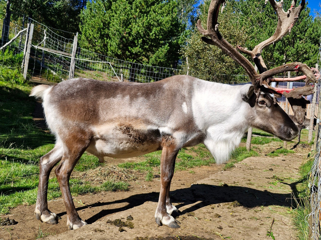 Reindeer Park / Hreindýragarðurinn-Fellabaer必去景点