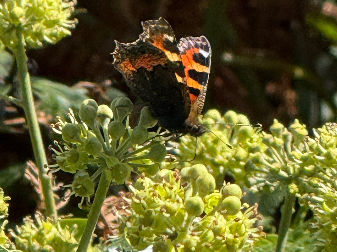 Lamorna Cove-Lamorna必去景点