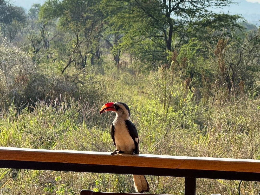 Serengeti Pride-阿鲁沙必去景点