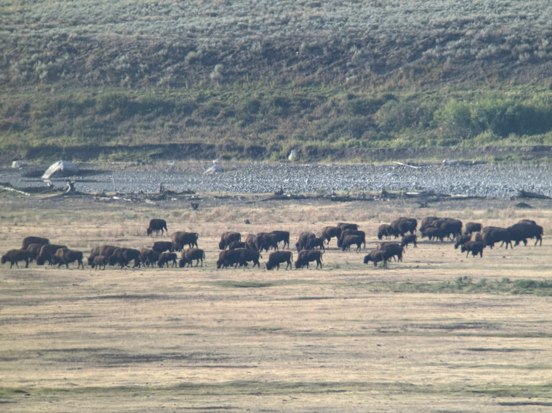 Lamar Valley Touring-加德纳必去景点