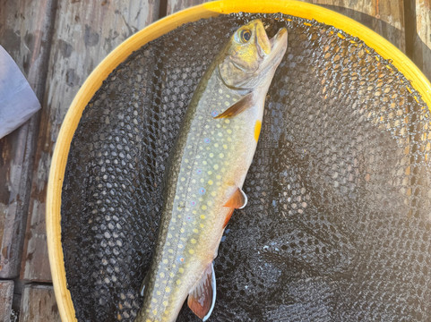 格斯族泊斯特费瑞酒店主图