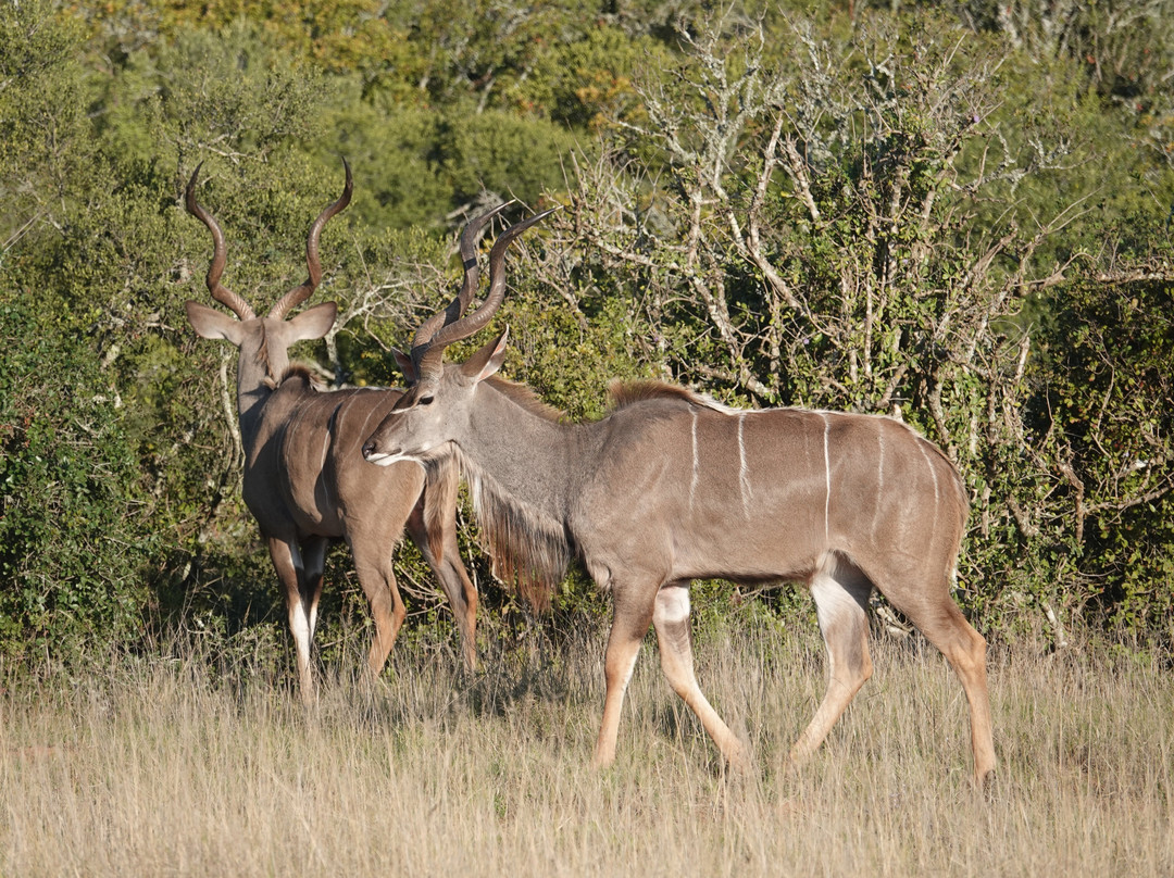 Afroventures Tours & Safaris-伊丽莎白港必去景点