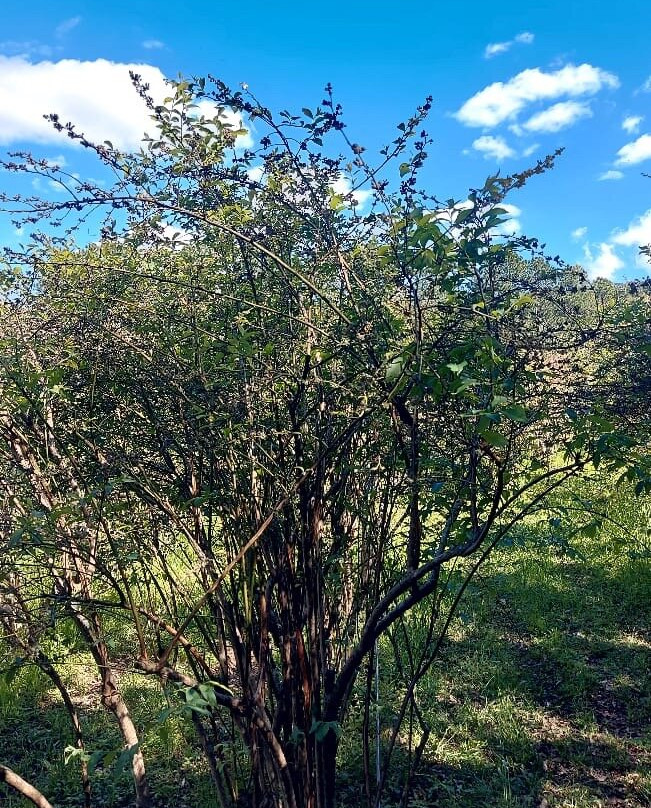 Doces Silber-Otavio Rocha必去景点