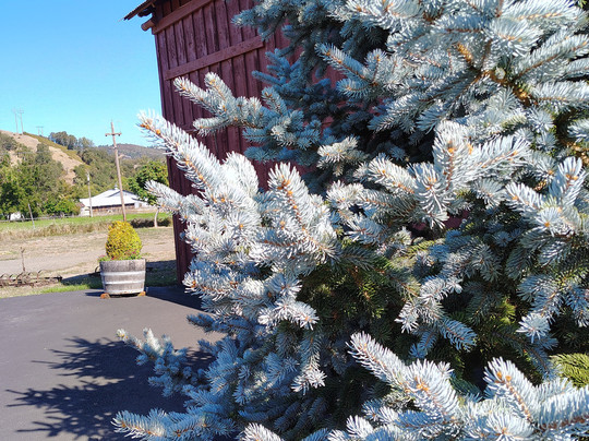 Idleyld Park酒店住宿-C.h. Bailey House Bed & Breakfast