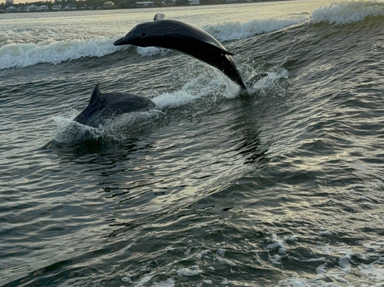 Surf's Up Dolphin Cruises-橙色海湾必去景点