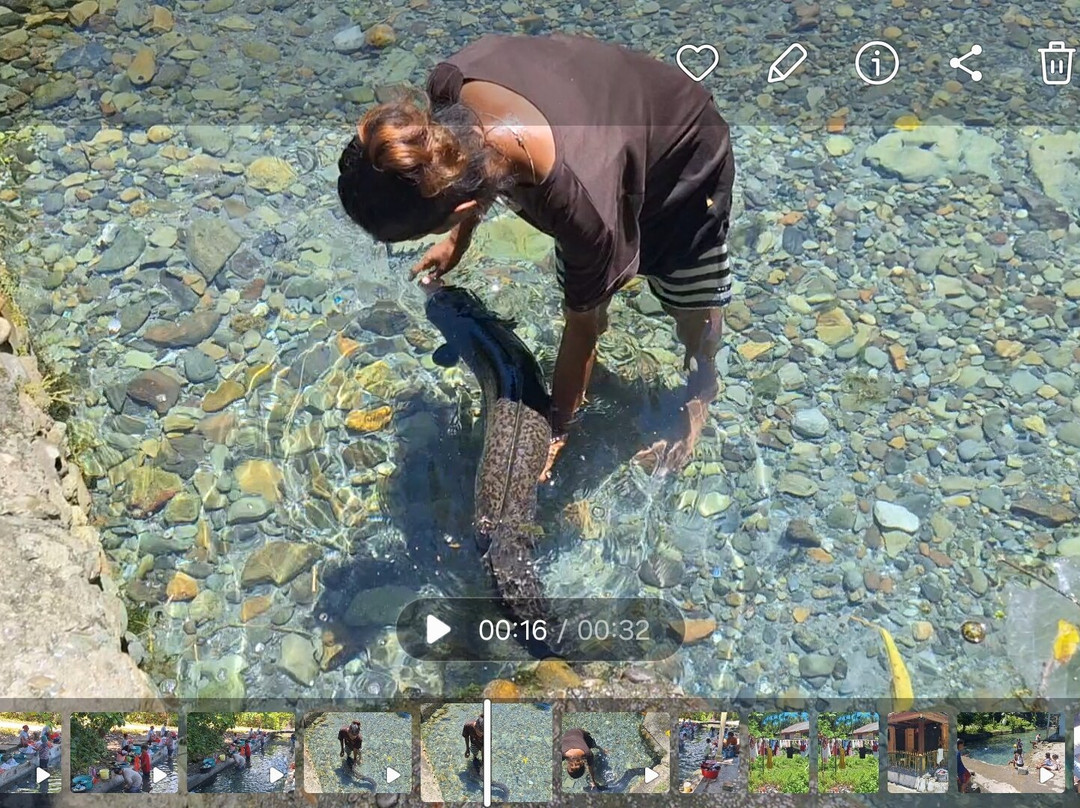 Sacred Eels of Waai-安汶必去景点