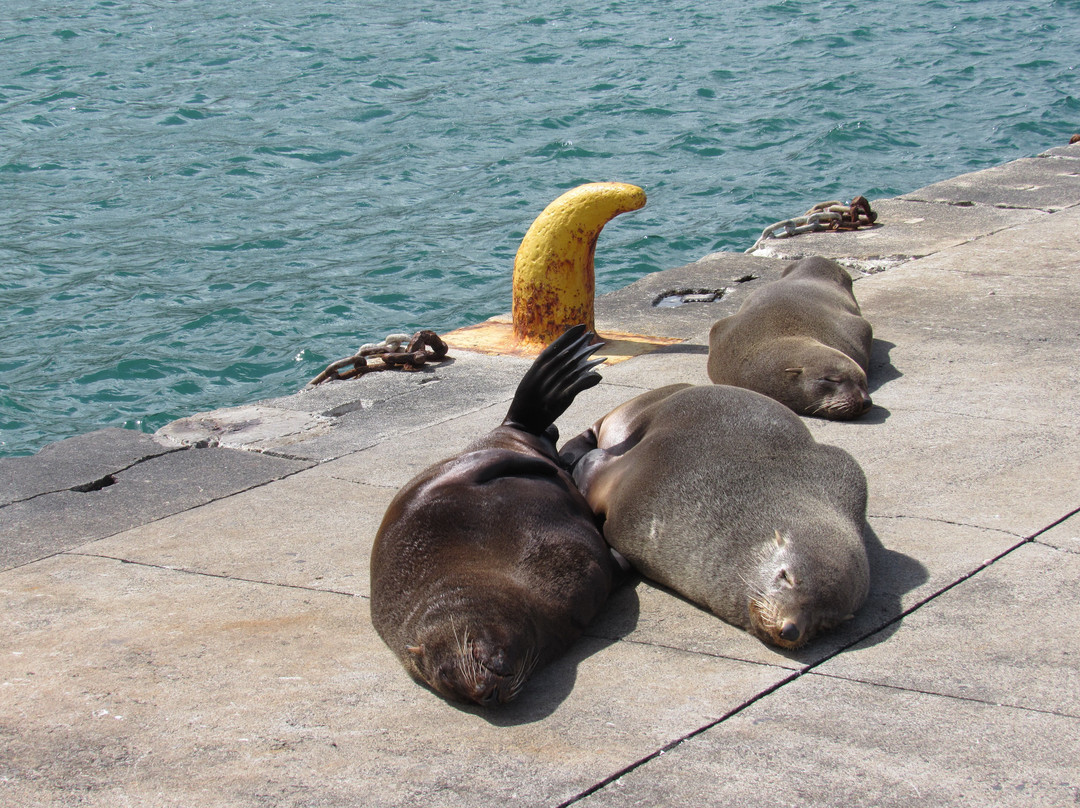 Grapes of Good Hope-开普敦必去景点