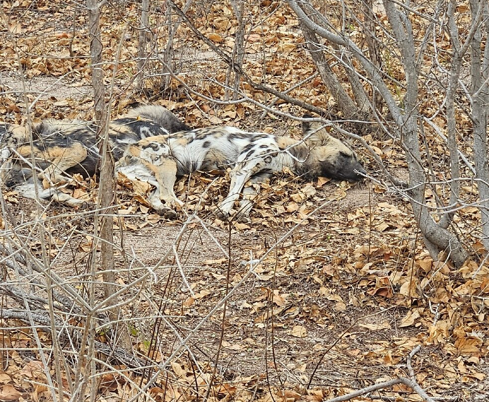 Hoedspruit Endangered Species Centre-霍德斯普鲁特必去景点