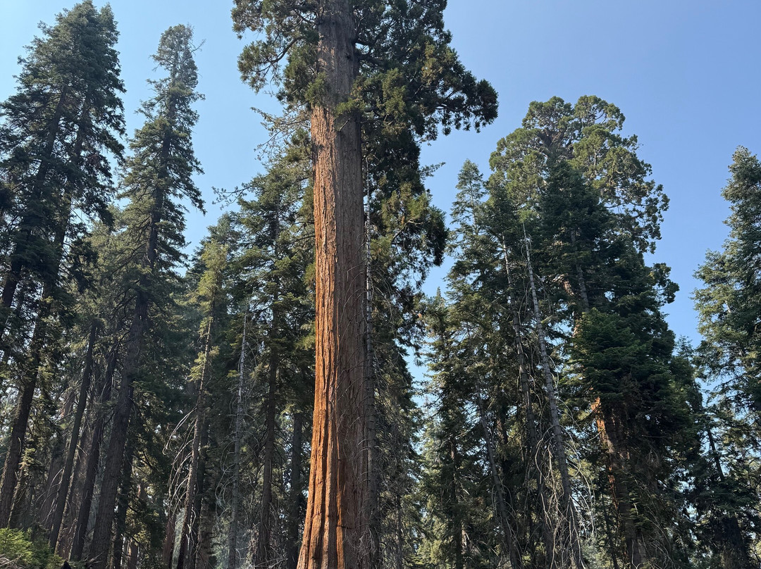 Congress Trail-红杉&国王峡谷国家公园必去景点