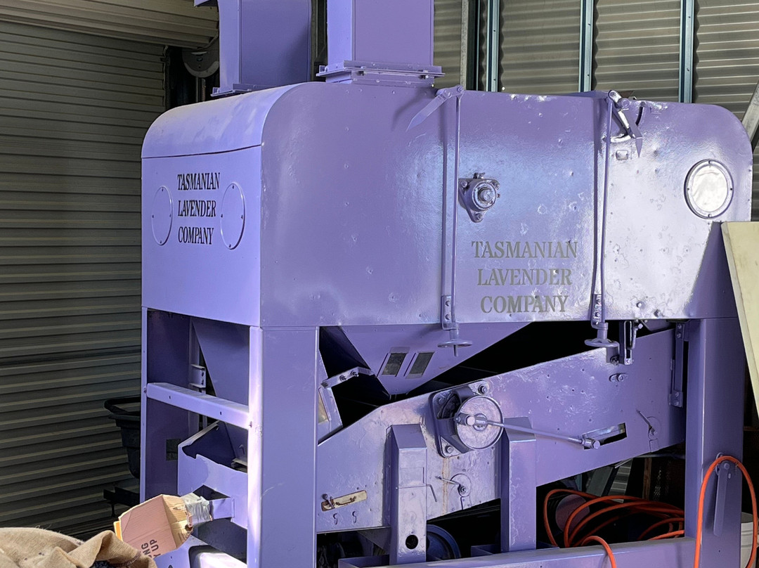 Port Arthur Lavender Farm · Tourist Attraction-亚瑟港必去景点