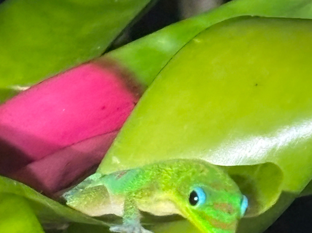 Hale Akua Garden Farm & Eco-Retreat Center主图