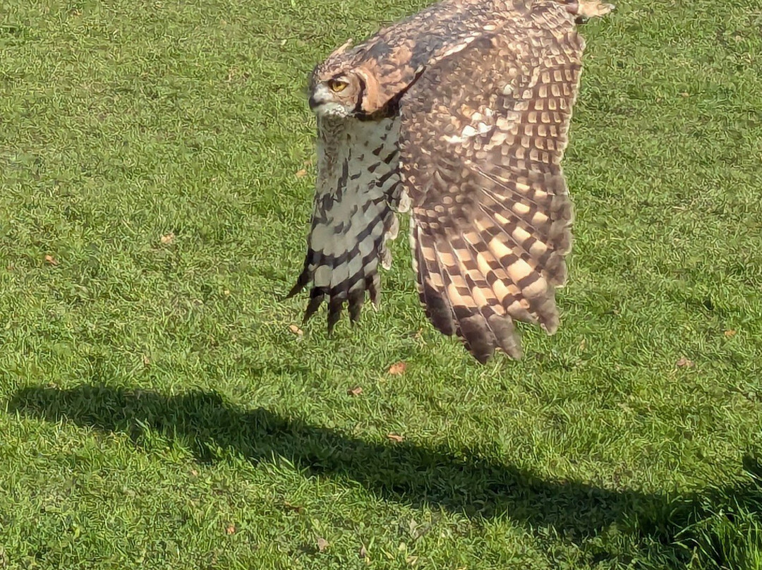 Falconry Kerry-基拉尼必去景点