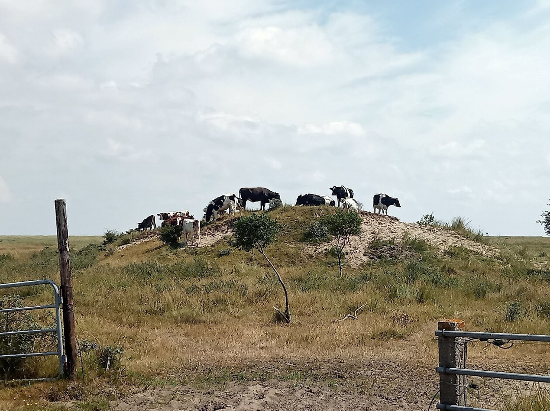 Kwelderpad-Schiermonnikoog必去景点