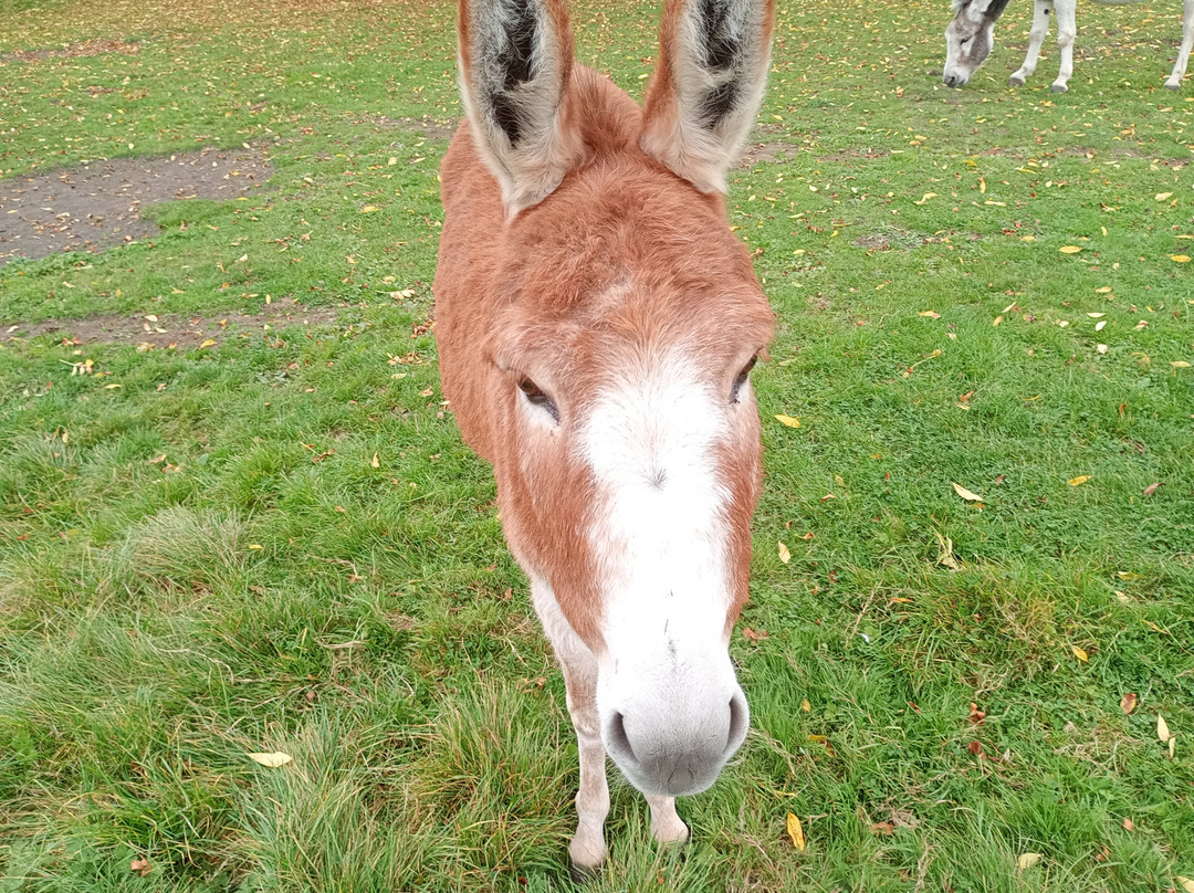 Island Farm Donkey Sanctuary-沃灵福德必去景点