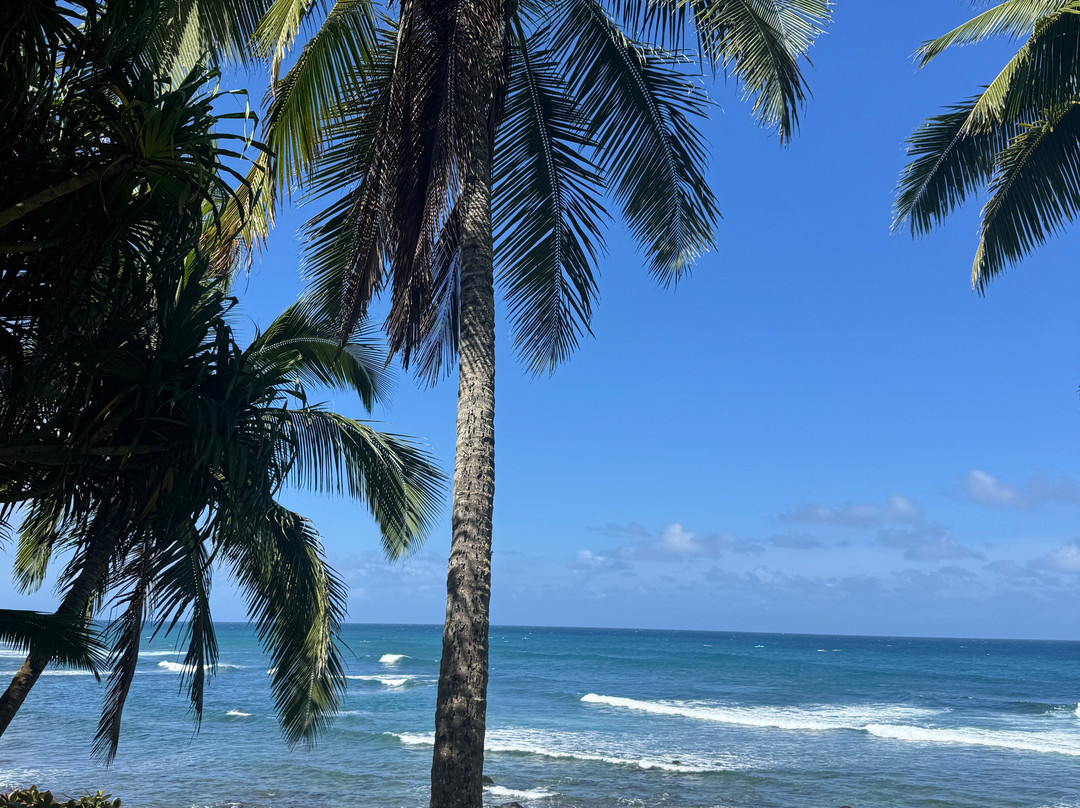 Turtle Cove-普林斯维尔必去景点