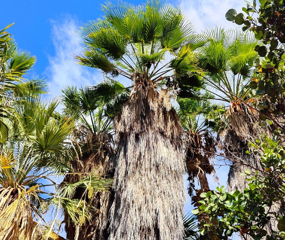 Jardín Botánico del Palmetum-圣克鲁斯-德特内里费必去景点
