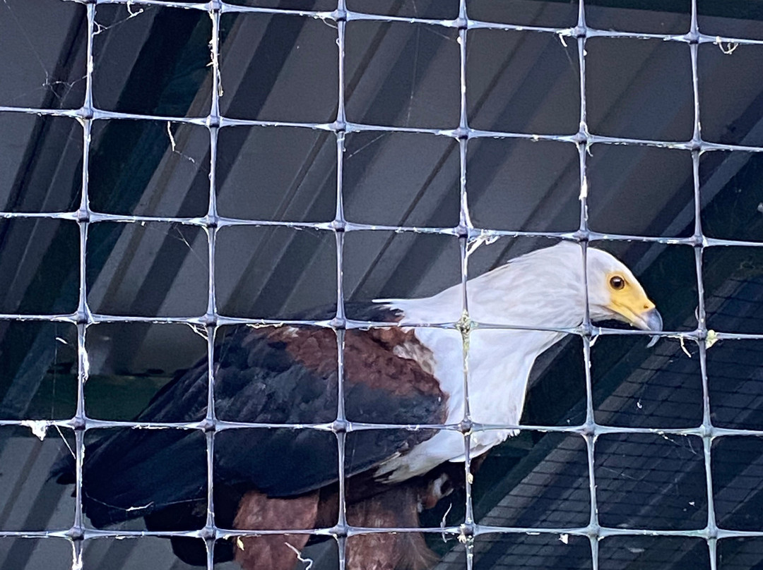 Falconry Days-赫克瑟姆必去景点