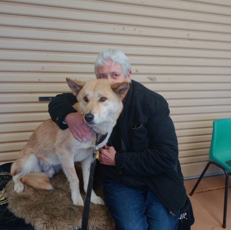 Dingo Discovery Sanctuary and Research Centre-Toolern Vale必去景点