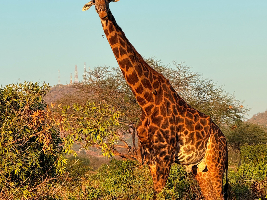 Kenya Safaris con Beka Day Tours-瓦塔木必去景点