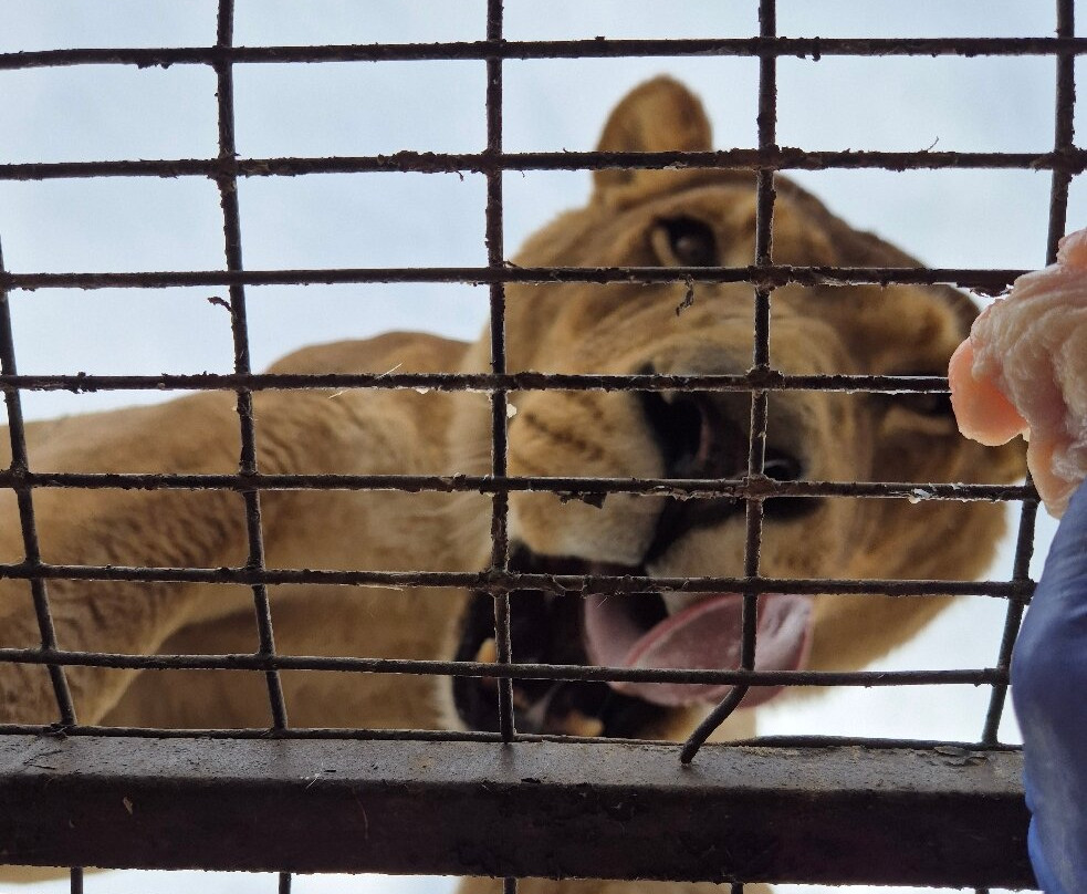 Parque Safari-兰卡瓜必去景点