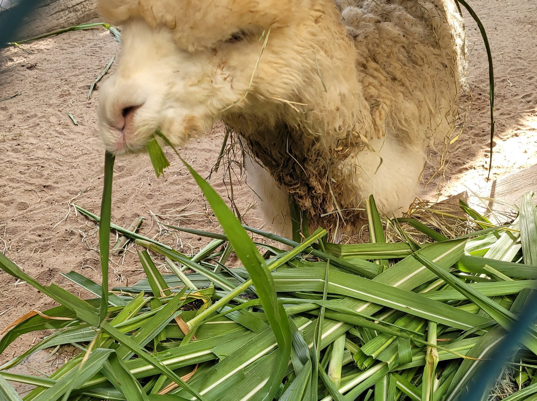 Ecopark Sol e Mar-Maragogi必去景点