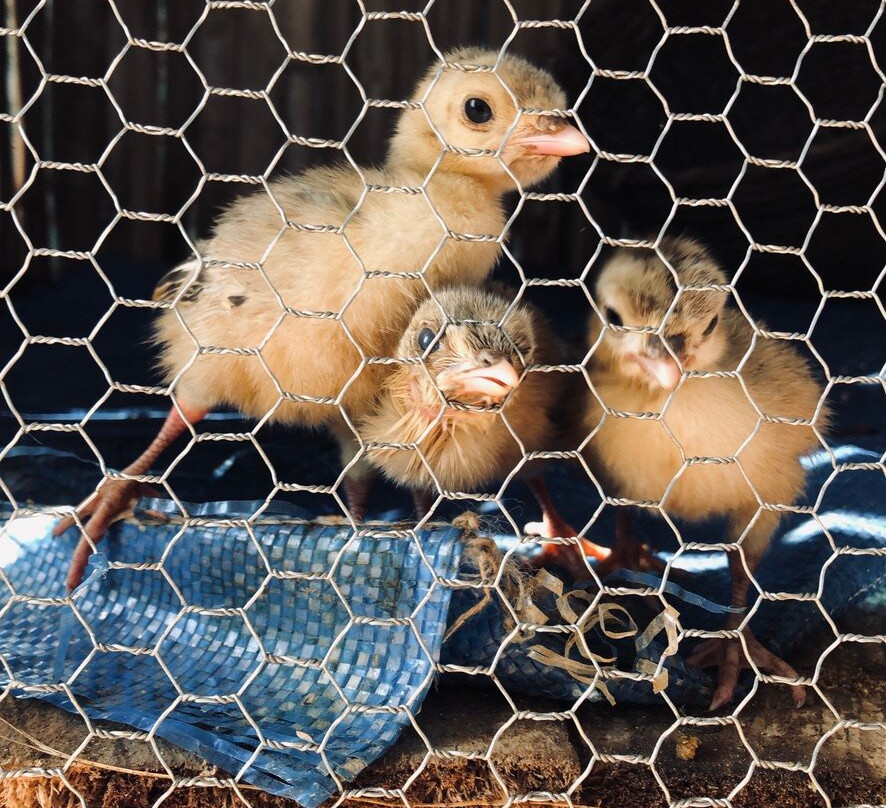 Mi Dagblé-Kpalime必去景点