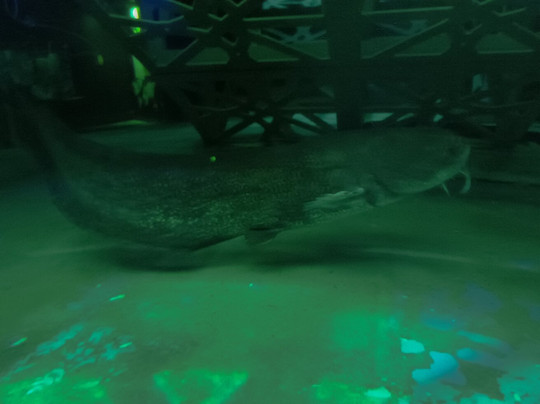 Aquarium De Touraine-Lussault-sur-Loire必去景点