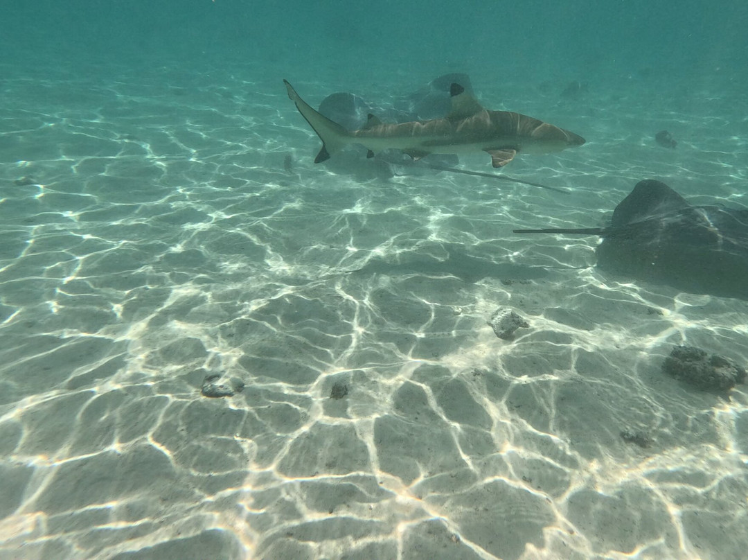 Moorea Seafari Cruises-Paopao必去景点