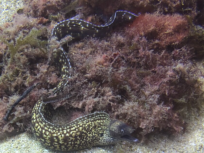 Scuba Life Malta-梅雷赫必去景点