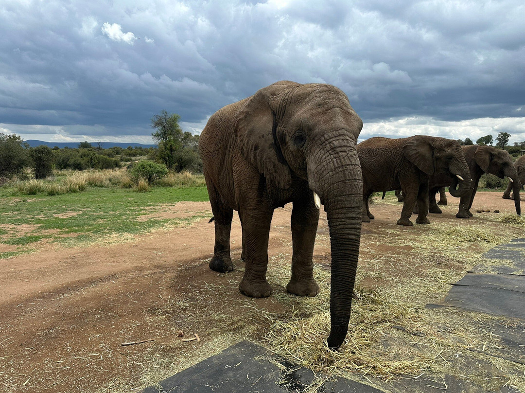 Adventures with Elephants-贝拉贝拉必去景点