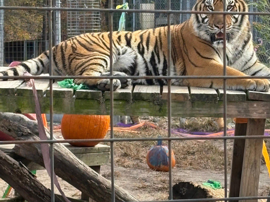 Animal Park NC-伯灵顿必去景点