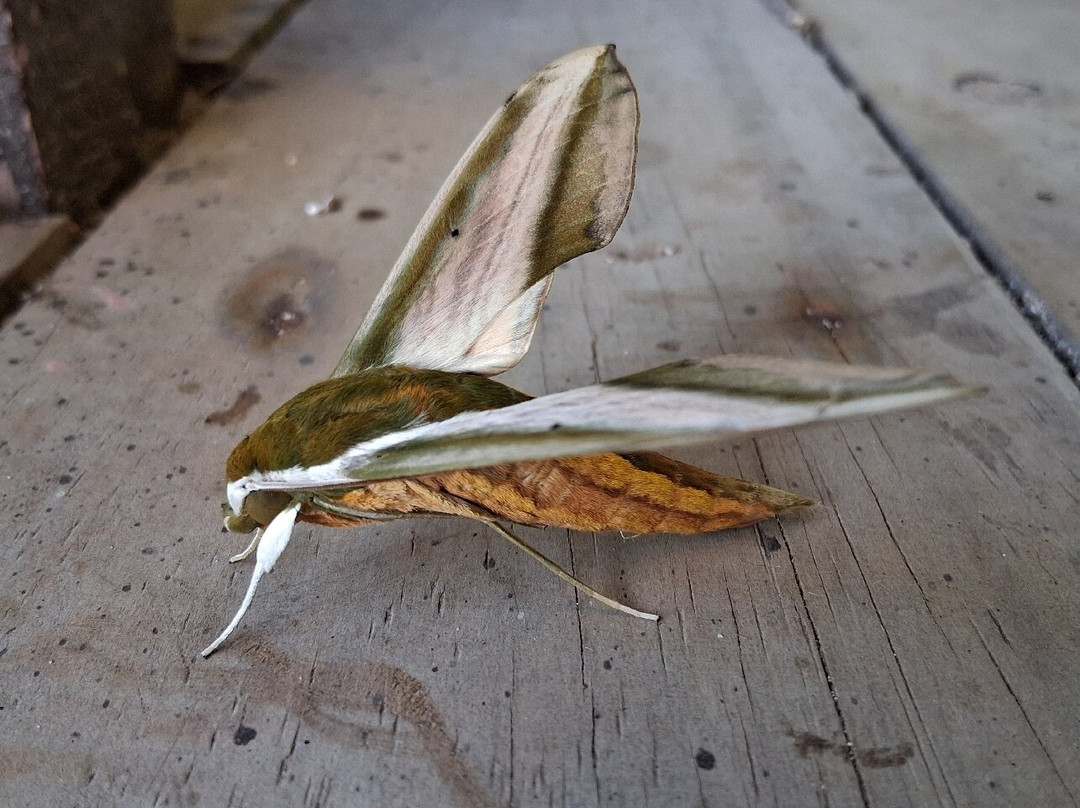 纳奇利亚旅馆主图