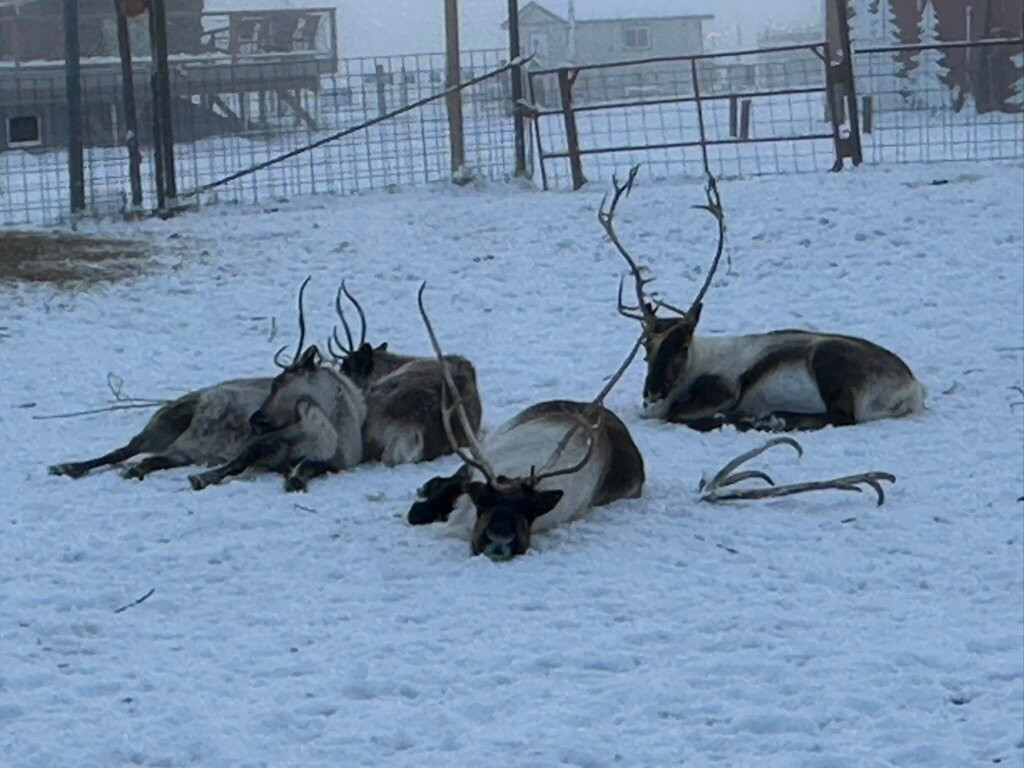 Reindeer Farm-帕尔默必去景点