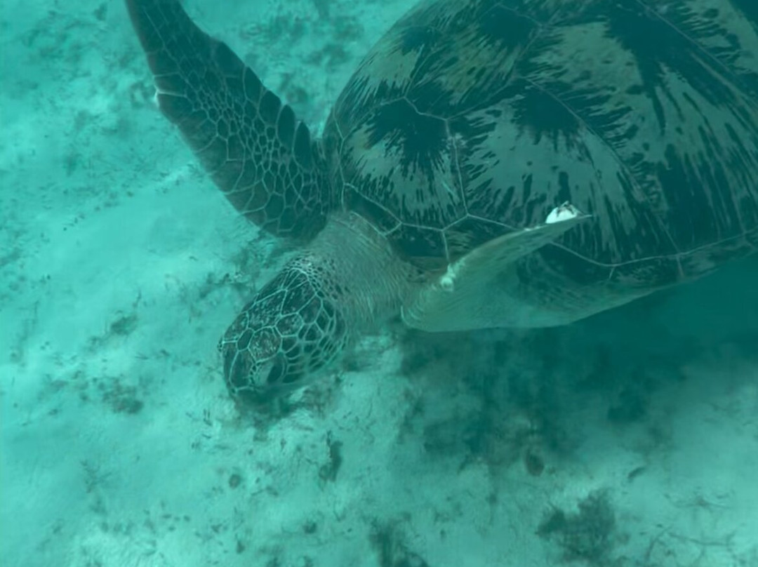 Paradisio Excursions Ile Maurice-大湾必去景点