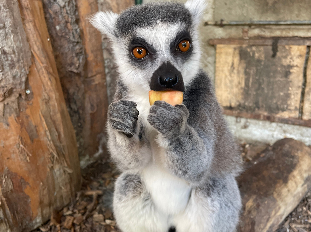 Bioparc Genève Pierre Challandes-Bellevue必去景点