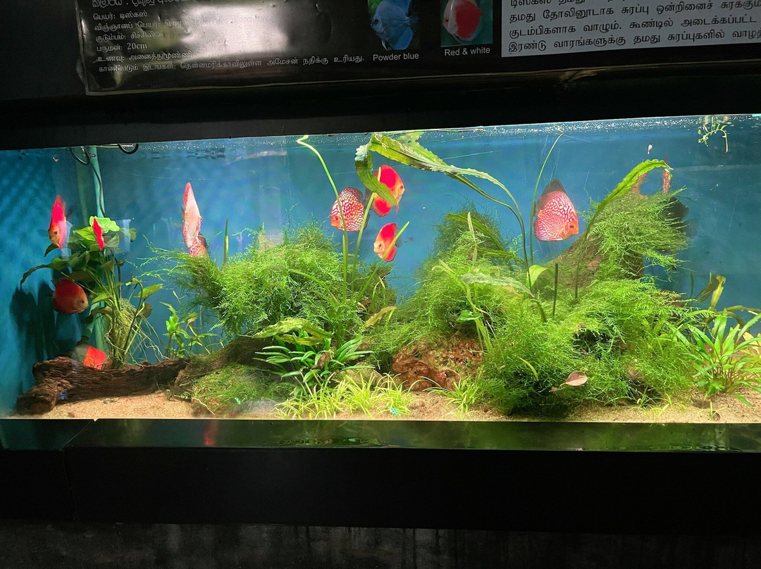 Water World Lanka-凯拉尼亚必去景点