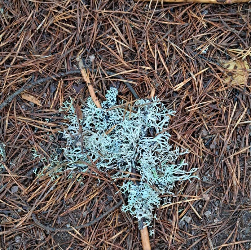 Rothiemurchus-阿维莫尔必去景点