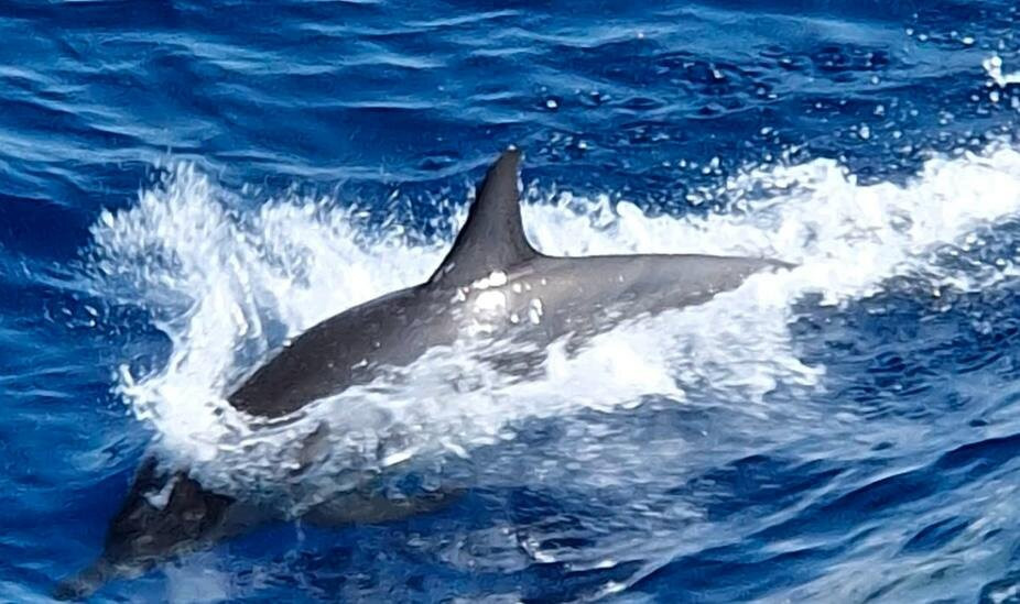 MenaDive-Safaga必去景点