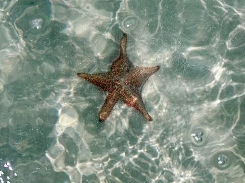 Capt. Marvin's-大开曼岛必去景点