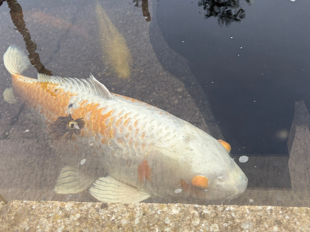 怀特岛动物园-桑当必去景点