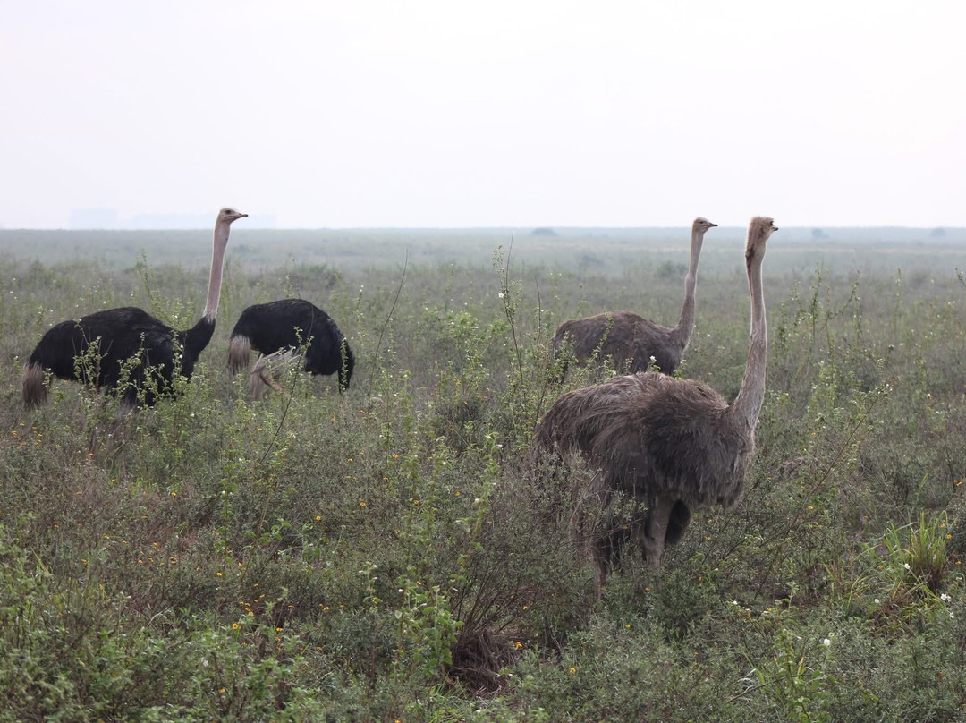 Adept Kenya Safaris-内罗毕必去景点