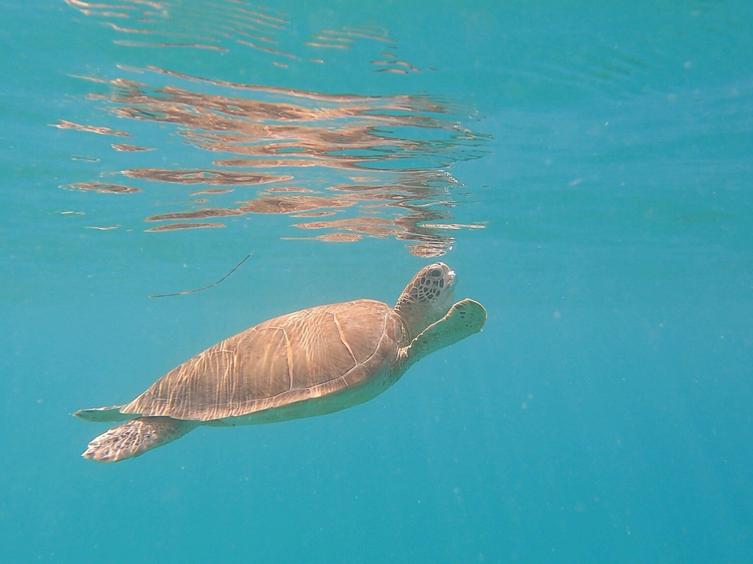 Scoobidoo-Anse Marcel必去景点