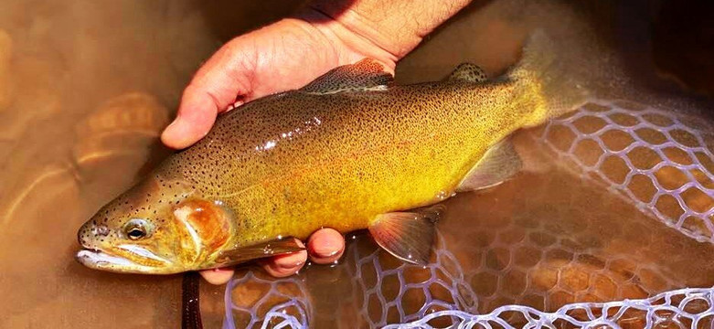 Arizona Fly Fishing Outfitters-凤凰城必去景点