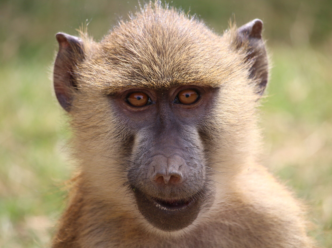 APODIFORMES ADVENTURES-内罗毕必去景点