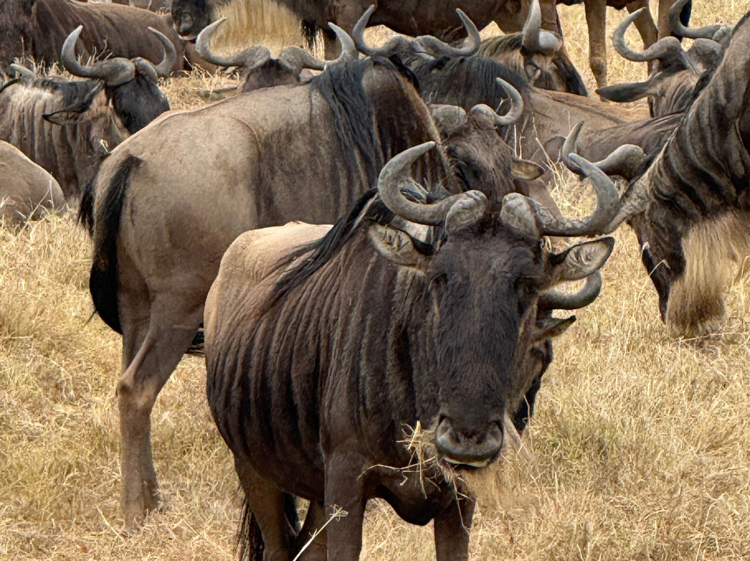 BADGER ADVENTURES TOURS & SAFARI-Arusha Chini必去景点